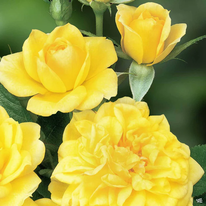 Miniature Rose 'Lemon Drop'