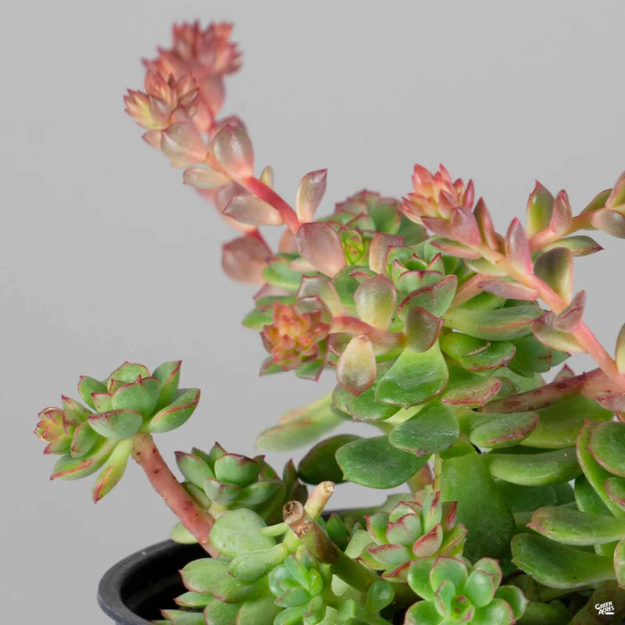 1523-echeveria-multicaulis-1.webp Echeveria 'Multicaulis'