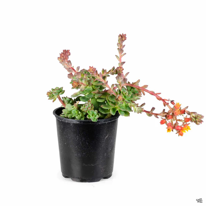 1523-echeveria-multicaulis-2.webp Echeveria 'Multicaulis'
