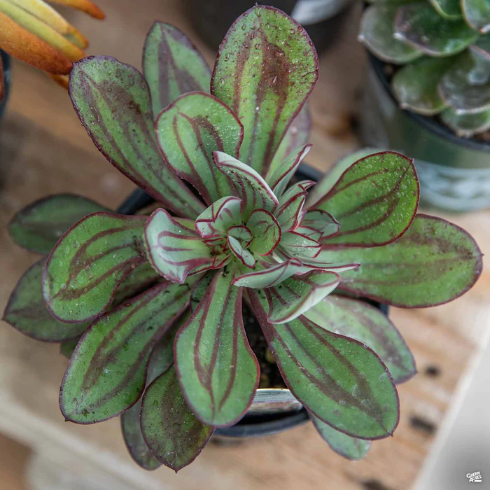 Echeveria nodulosa