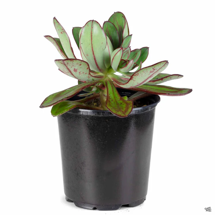 Echeveria nodulosa