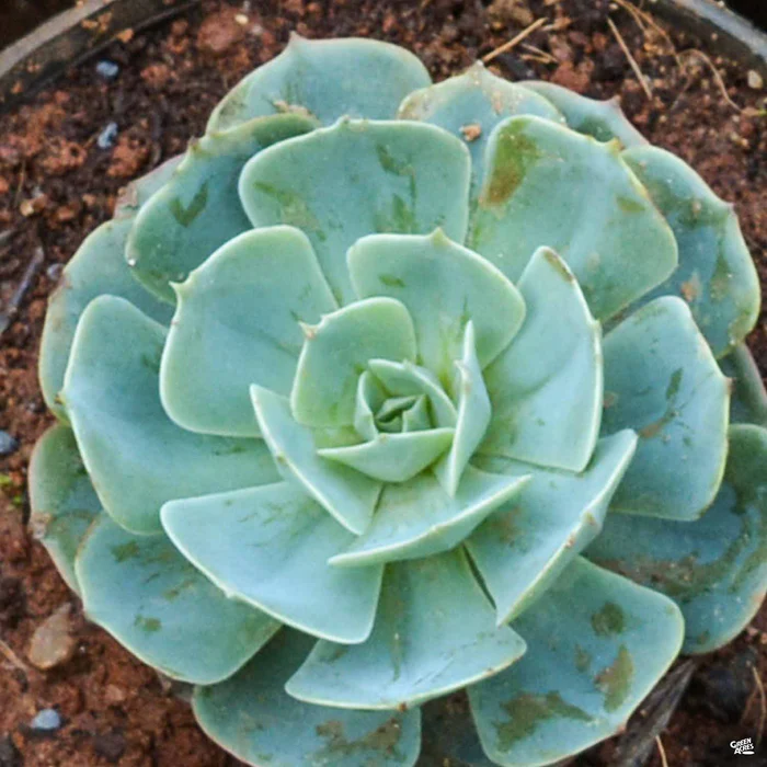 Echeveria 'Parva'