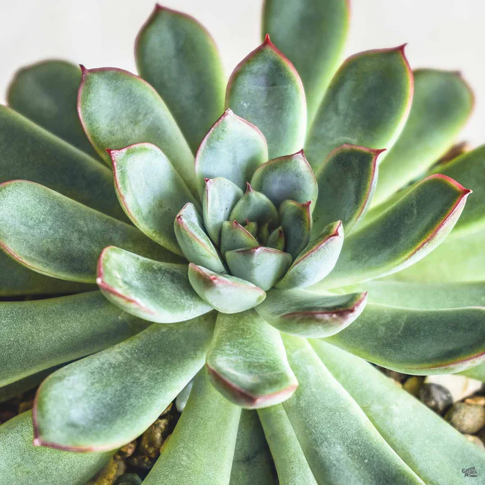 1526-echeveria-pelusida-1.webp Echeveria 'Pelusida'