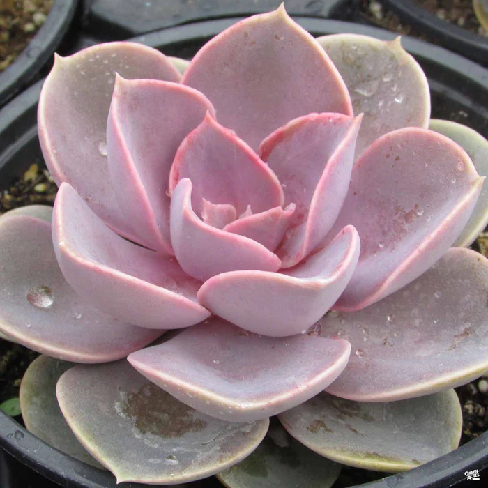 1527-echeveria-perle-von-nurnberg-1.webp Echeveria 'Perle Von Nurnberg'