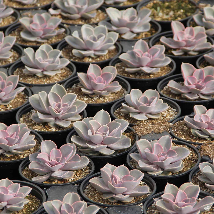 1527-echeveria-perle-von-nurnberg-2.webp Echeveria 'Perle Von Nurnberg'