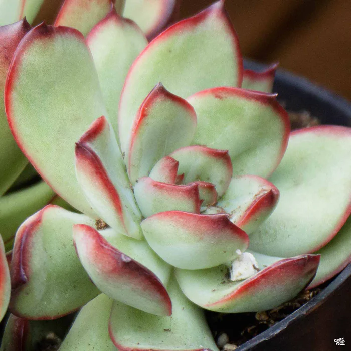 1530-echeveria-red-tip-1.webp Echeveria 'Red Tip'