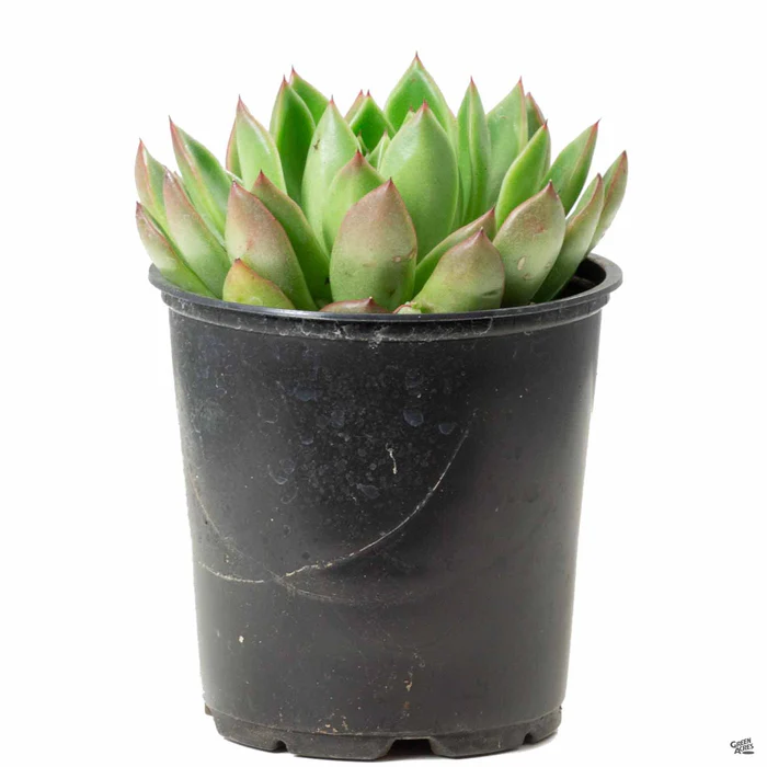 1530-echeveria-red-tip-2.webp Echeveria 'Red Tip'