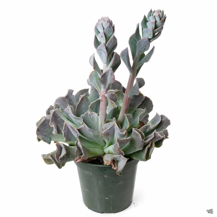 1531-echeveria-topsy-turvy-2.webp Echeveria 'Topsy Turvy'