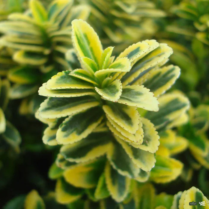 Euonymus 'Sunny Delight' | Monrovia