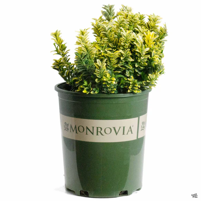 Euonymus 'Sunny Delight' | Monrovia