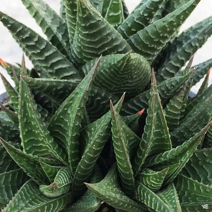 Haworthia 'Limifolia'