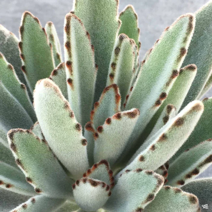 Panda Plant