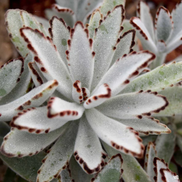 Panda Plant