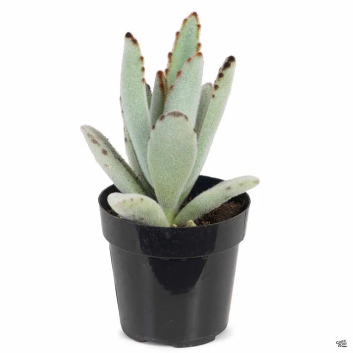 Panda Plant
