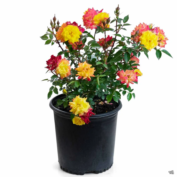 Miniature Rose 'Rainbow's End'