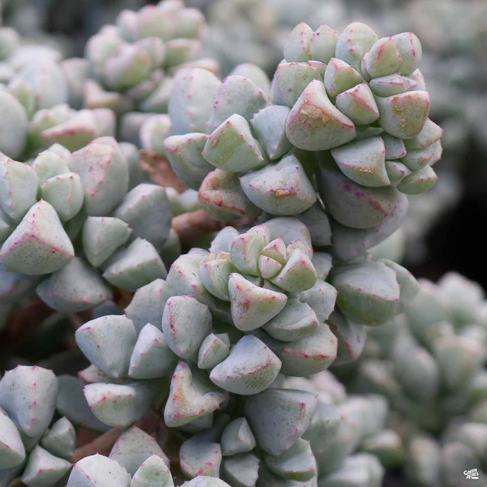 Lampranthus 'Deltoides'
