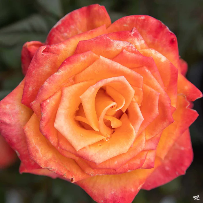 1546-rose-chris-evert-bareroot-1.webp Rose 'Chris Evert' Bareroot