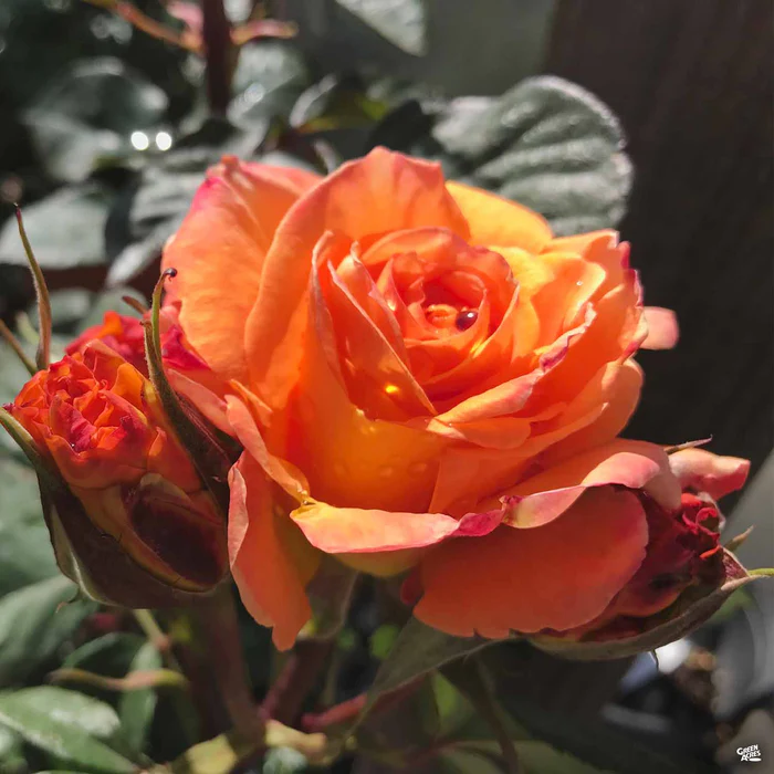 1546-rose-chris-evert-bareroot-3.webp Rose 'Chris Evert' Bareroot