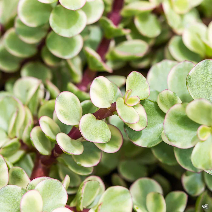 Variegated Elephant Bush