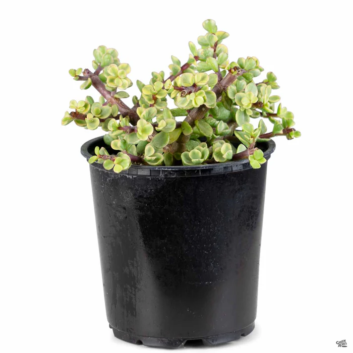 Variegated Elephant Bush