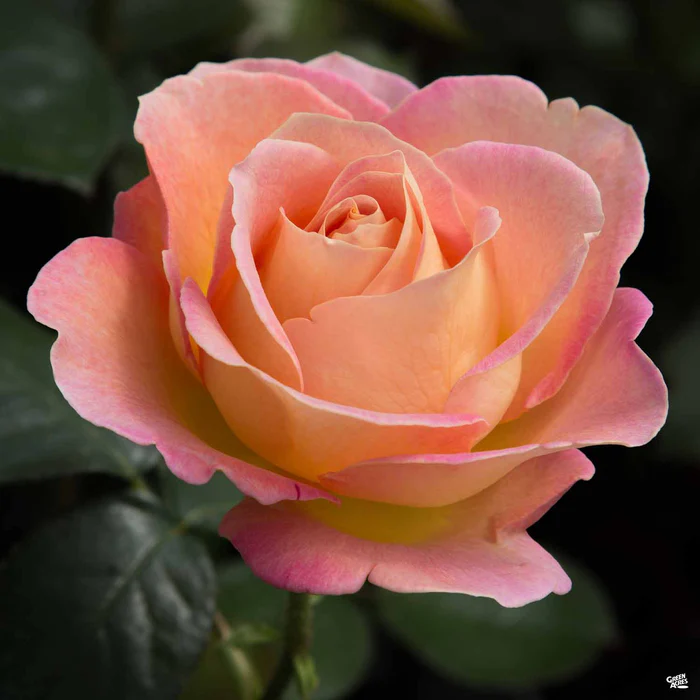 Elle Rose Bareroot