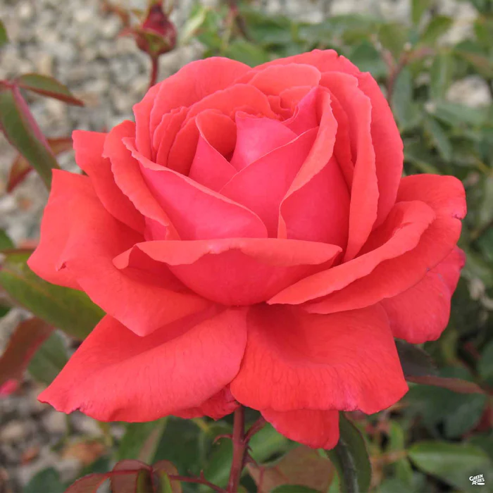 1553-rose-fragrant-cloud-1.webp Rose 'Fragrant Cloud'
