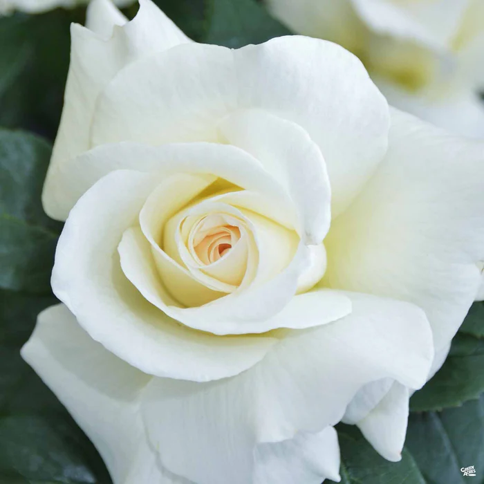 1554-rose-full-sail-bareroot-1.webp Rose 'Full Sail' Bareroot