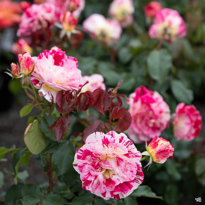 1555-george-burns-rose-bareroot-3.webp George Burns Rose Bareroot