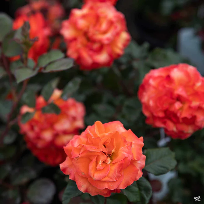 Rose 'Gingersnap'