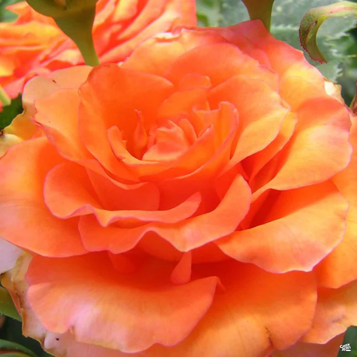 Rose 'Gingersnap'