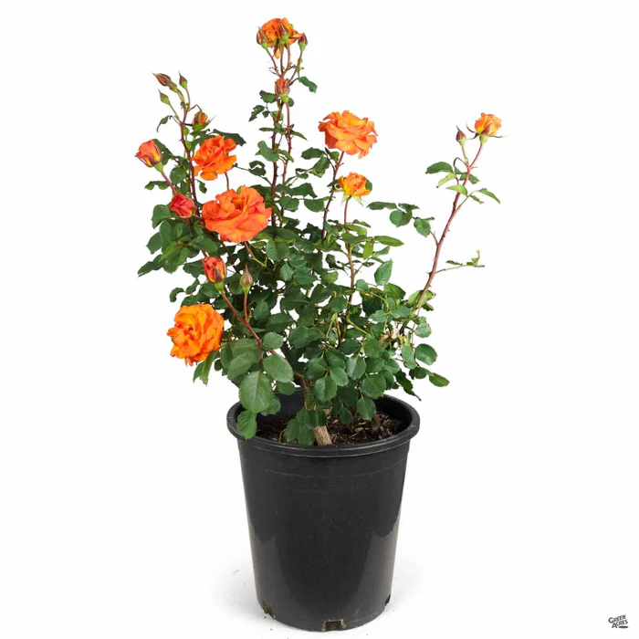 Rose 'Gingersnap'