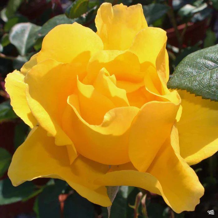 Rose 'Henry Fonda'