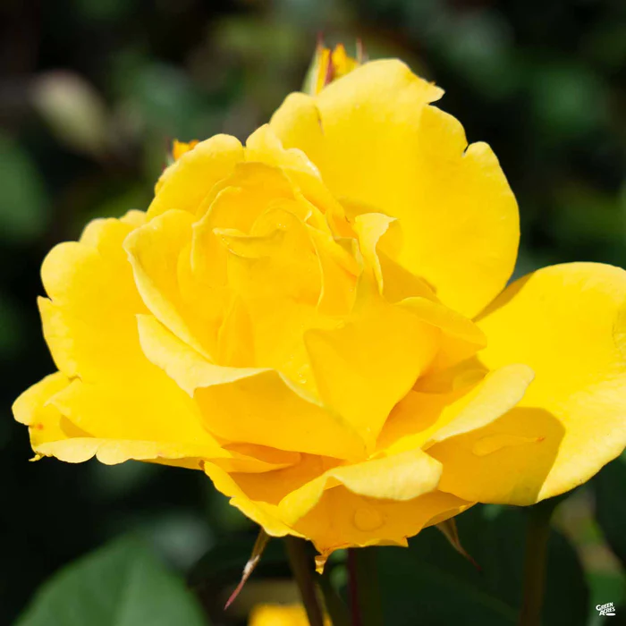 Rose 'Henry Fonda'