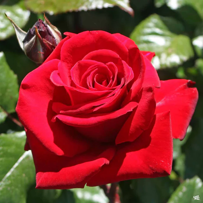 Rose 'Ingrid Bergman' Bareroot