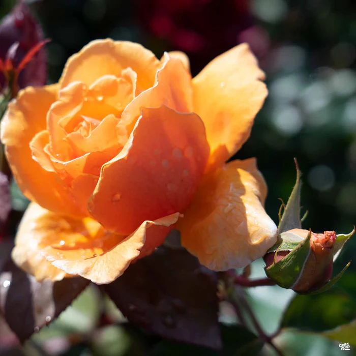 Rose 'Just Joey'