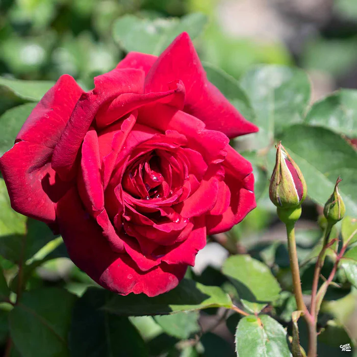 Rose 'Oklahoma'