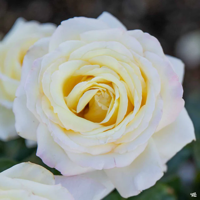 1573-rose-peace-2.webp Rose 'Peace'