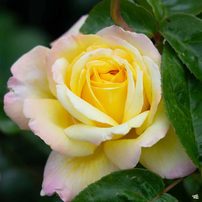 1573-rose-peace-3.webp Rose 'Peace'