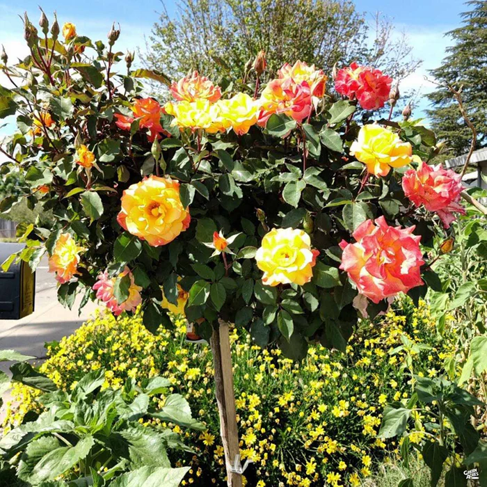 Rose 'Rio Samba'