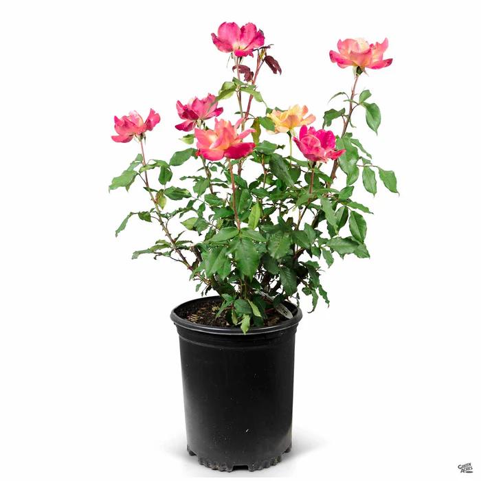 Rose 'Rio Samba'