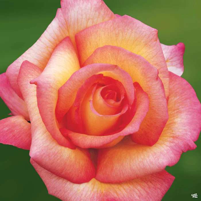 Rose 'Sheila's Perfume'