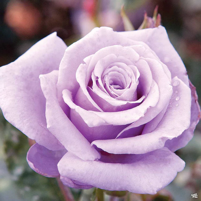 Rose 'Sterling Silver'