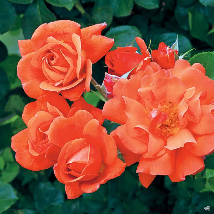 1588-climbing-rose-above-all-bareroot-1.webp Climbing Rose 'Above All' Bareroot