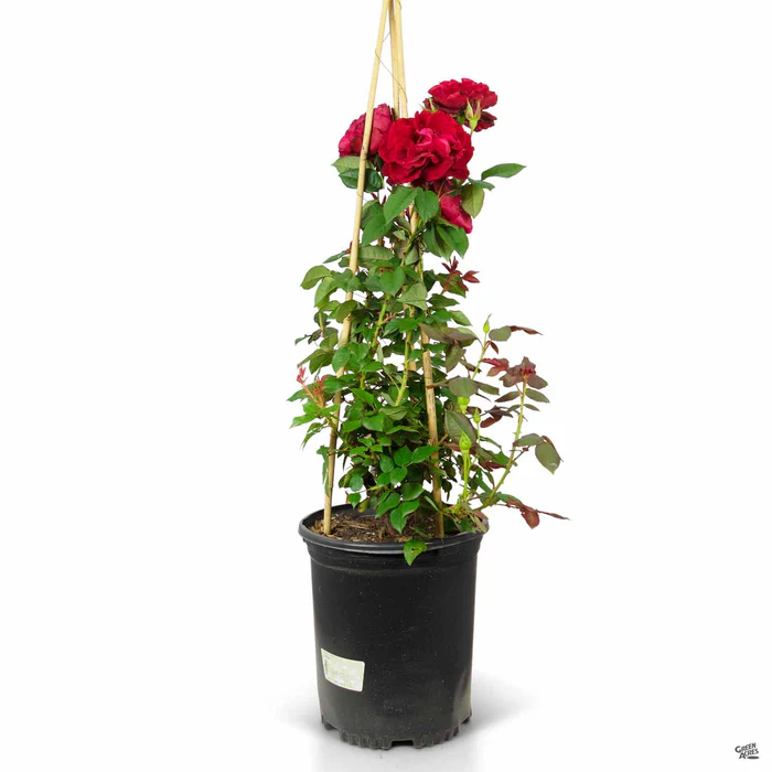 Lady in Red Climbing Rose