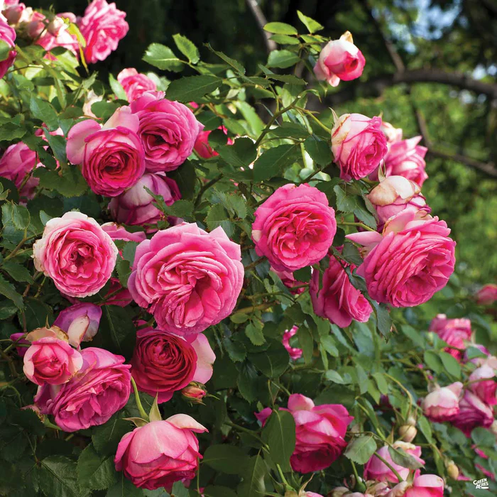 1594-pretty-in-pink-eden-climbing-rose-2.webp Pretty in Pink Eden Climbing Rose