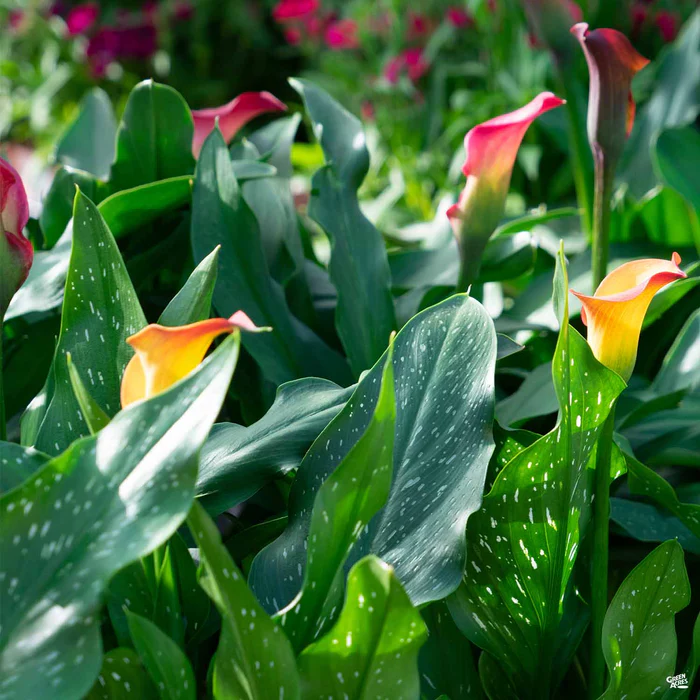 1595-calla-lily-hybrids-1.webp Calla Lily Hybrids