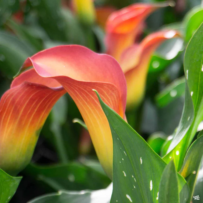 1595-calla-lily-hybrids-2.webp Calla Lily Hybrids
