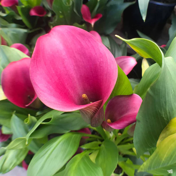 1595-calla-lily-hybrids-3.webp Calla Lily Hybrids