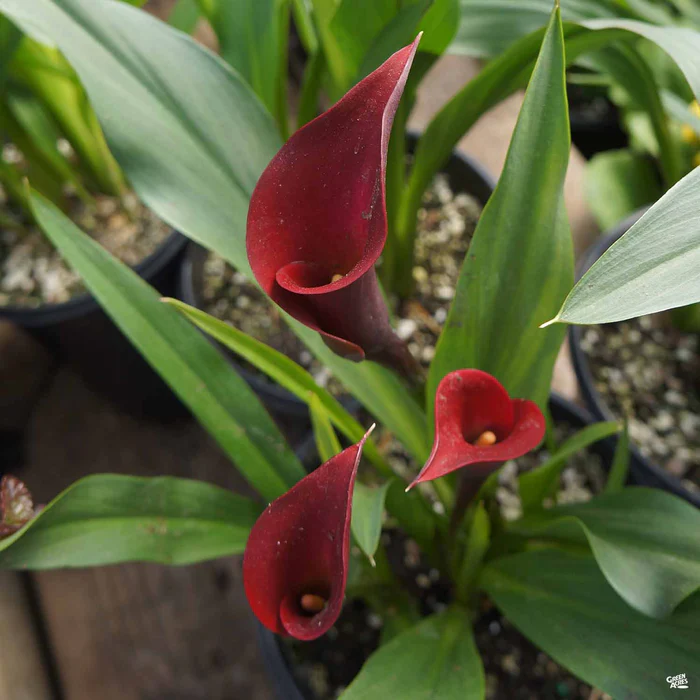 1595-calla-lily-hybrids-4.webp Calla Lily Hybrids