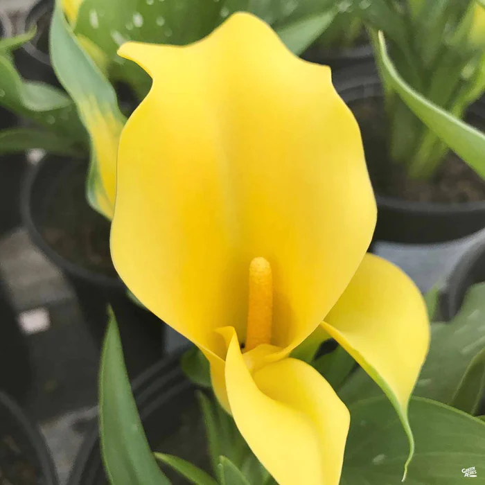 1595-calla-lily-hybrids-5.webp Calla Lily Hybrids